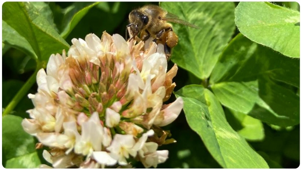 Bee on white clover